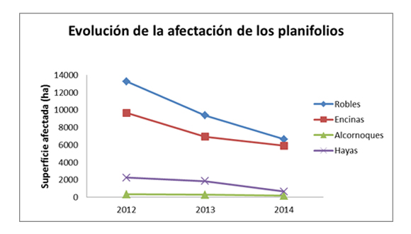 Evolución planifolios