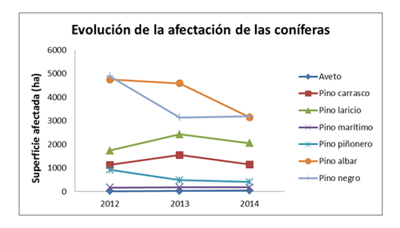 Evolución coníferas