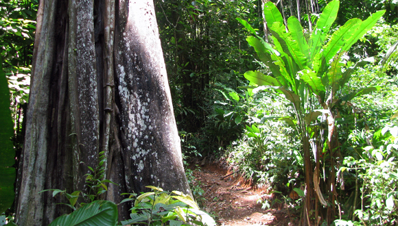 Imbalance-P llevará a cabo un macroexperimento en la Guayana Francesa