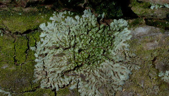 Hyperphyscia adglutinata es uno de los líquenes "todo terreno" que viven cuando el aire está más contaminado.