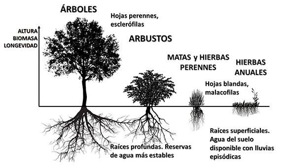 La variabilidad en la disponibilidad de agua y nutrientes depende de la profundidad de las raíces. Las plantas con raíces poco profundas viven en un ambiente donde la disponibilidad de agua es muy fluctuante y, en general, hay más nutrientes por descomposición de la materia orgánica. Las plantas con raíces profundas tienen acceso a reservas de agua más constantes, aunque el medio es más pobre en nutrientes.