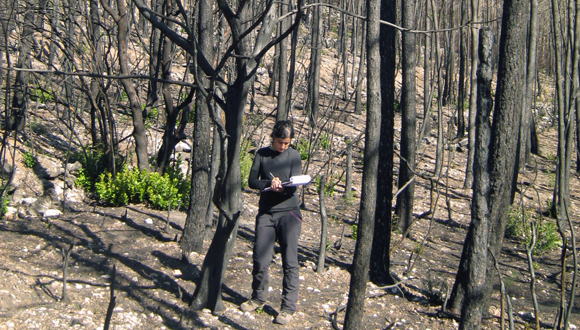 Els ecòlegs de la mediterrània estudien des de fa alguns anys els factors implicats en la progressió del foc de capçades en grans incendis forestals.