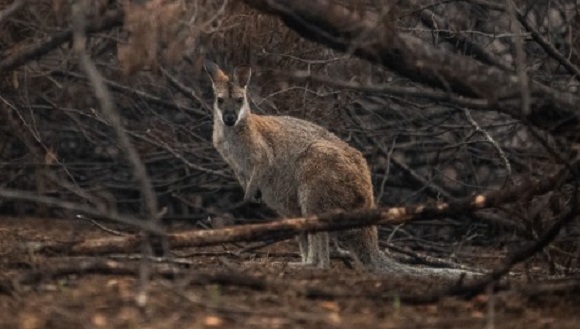 Un uabali de coll vermell busca refugi durant els incendis d'Austràlia. Font: EFE verde/Article.