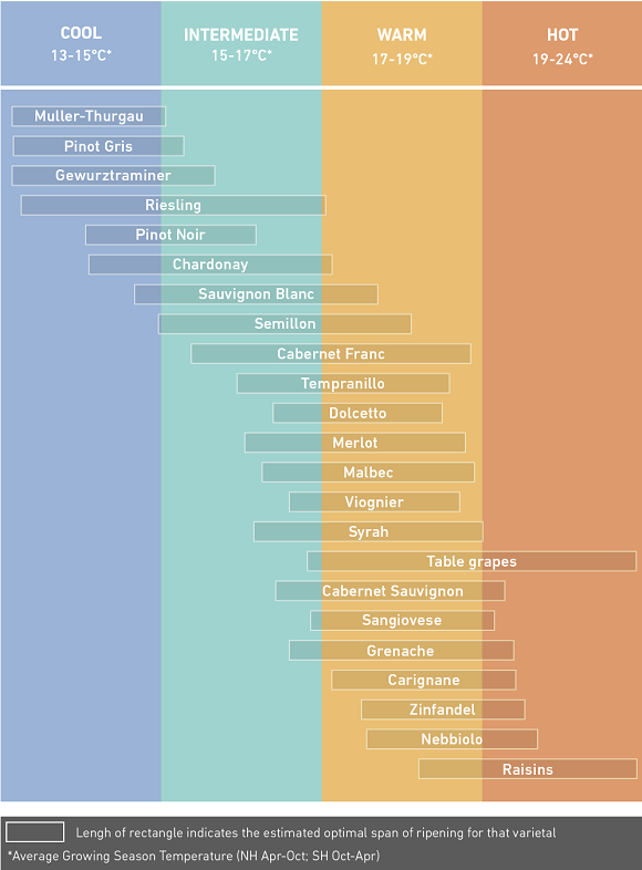 Variedades de uva y su rango de temperatura. Infografía adaptada de Gregory V. Jones (2007). Fuente: Nora Soler Pastor/CREAF.