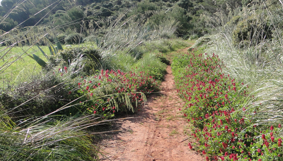 plantas exóticas en la región Mediterránea