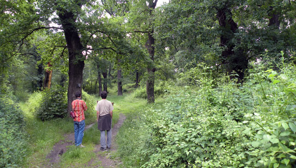 El  mostreig periòdic i sistemàtic dels mateixos  arbres entre els diferents inventaris de les  mateixes parcel·les ens permet conèixer les  existències en valors absoluts i per unitat de  superfície i els seus canvis en el temps