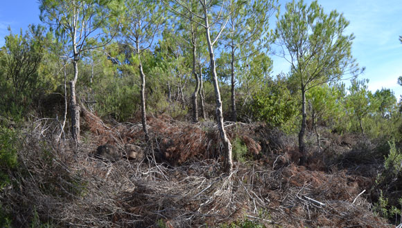 La regeneració del bosc després d’incendi