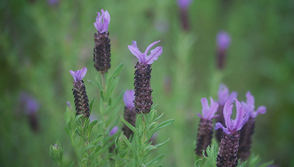 El cap d'ase (Lavandula stoechas) s'usa tradicionalment com a antisèptic, digestiu, antiespasmòdic, cicatritzant i antibacterià.