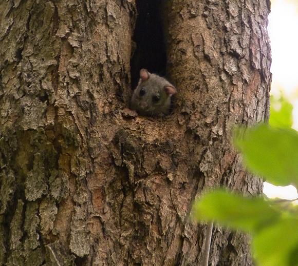 Un lirón vigila desde el árbol donde ha hecho el nido. Autora: Lídia Freixas.