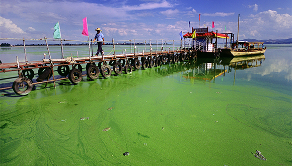 •El llac eutrofitzat Dianchi, a la Xina. L’estat de l’aigua la feia inservible per al consum i l’ús agrícola i industrial. Autor: Greenpeace China (CC BY 2.0)