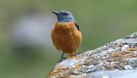 Monticola saxatilis (ICO - Fons fotogràfic Àngel Biosca i Farré):  www.creaf.uab.cat/fotosprensa/Monticola_saxatilis.jpg 