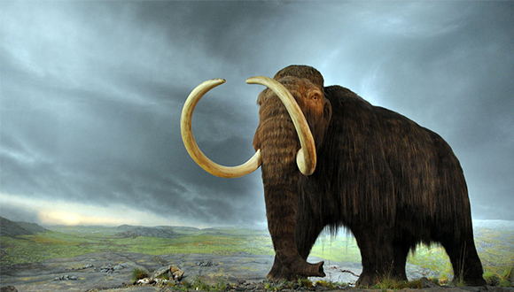 Mamut Llanut, espècie extingida, reproducció del Royal British Columbia Museum, Canadà. Autor (CC BY-SA 2.0) - FunkMonk