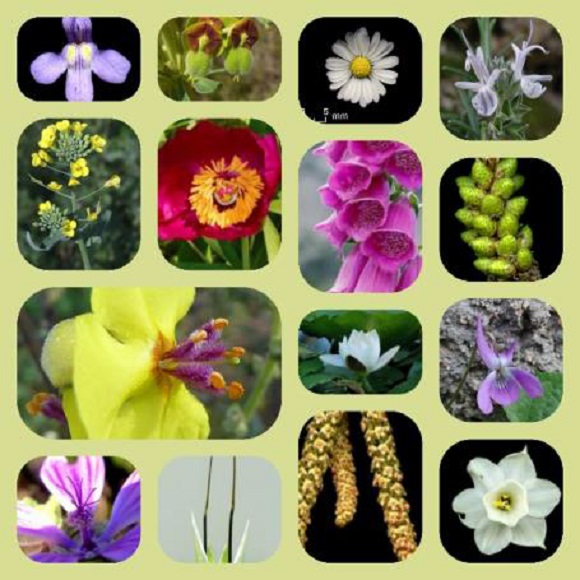 Flores de los Países Catalanes, que como podemos observar son muy diversas en cuanto a formas, colores y tamaños. Fuente: Montaje a partir de fotografías de la Asociación Flora Catalana. Si hace clic sobre este enlace, encontrará los nombres de las especies y el autor / a de la fotografía. El quién es quién de las flores de los Países Catalanes!