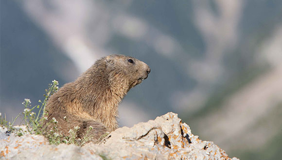 Marmota a l'aguait. Font: CREAF