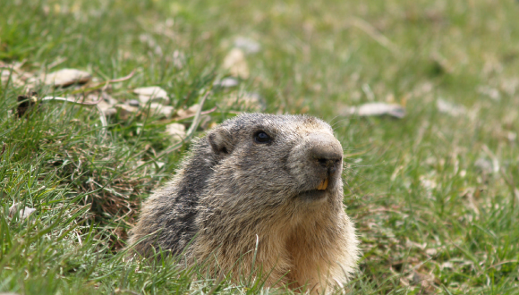 Un exemplar de marmota descansa als prats de La Cerdanya