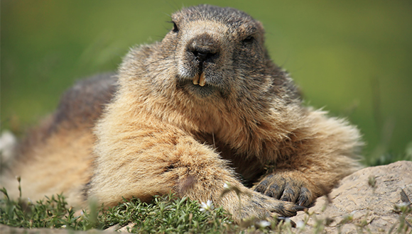 Exemplar de marmota (Marmota marmota). Autors: Carole i Denis Favre-Bonvin