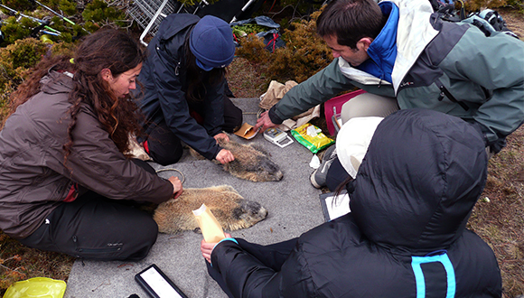 Els científics capturen les marmotes per prenre'ls mesures i després les alliberen al seu hàbitat. Font: CREAF