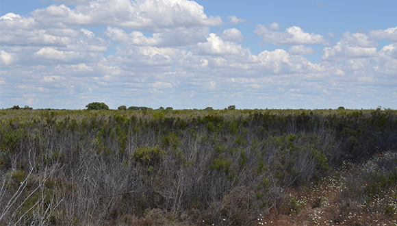 Un matollar de la zona estudiada de Monte Blanco, a Doñana. Foto: Fundación Descubre