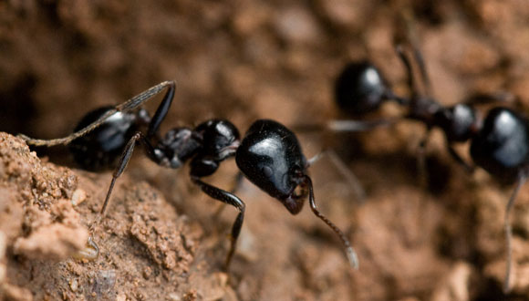 Formiga de l'espècie Messor bouvieri