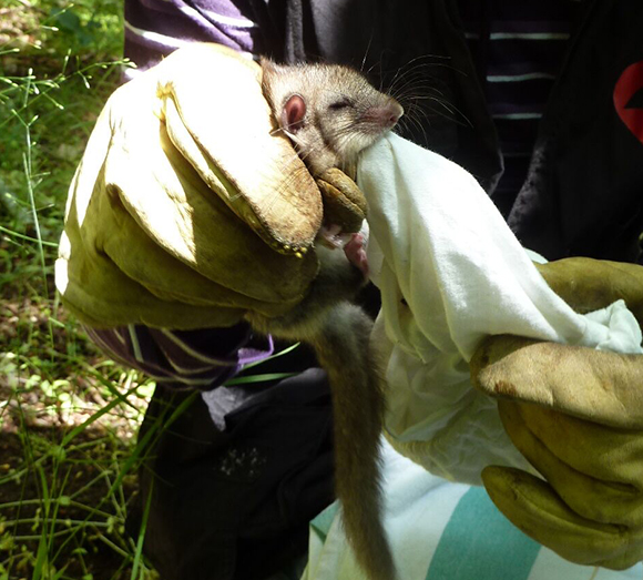 Los investigadores llevan un control de las poblaciones de lirón gris del Montnegre. Autor: Albert Naya.