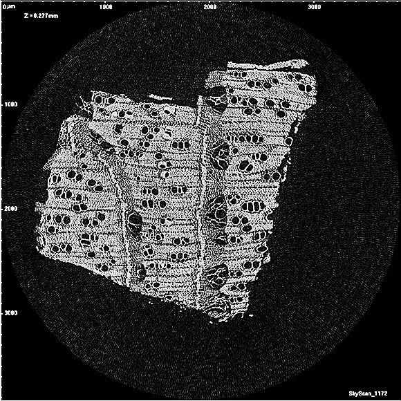 •Imatge de micro-CT d’un petit volum del tronc d’Avicennia marina fet a partir de l’escàner SkyScan 1172 MicroCT (Bruker MicroCT, Kontich, Bèlgica). Les reconstruccions en 3D es generen a partir d’un gran nombre d’aquestes imatges de micro-CT.