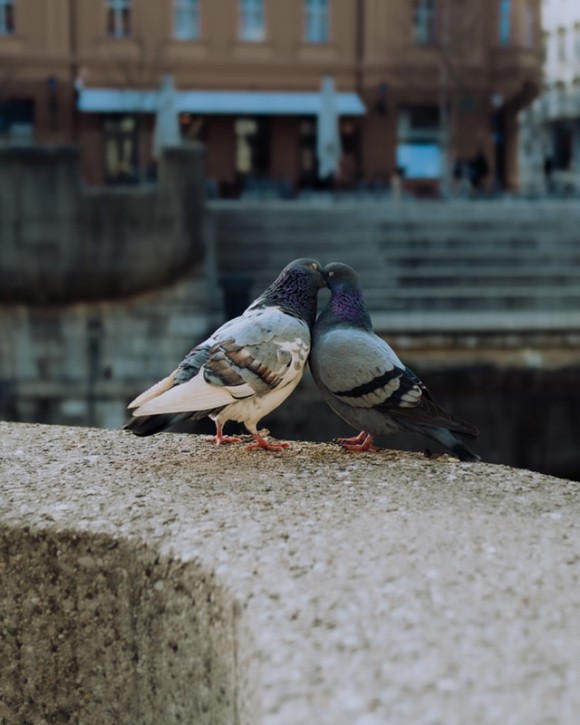 Coloms en un ambient urbà. (Foto: UnSplash CCBY)