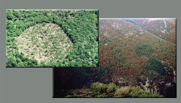 El área circular es un terreno amanecido. Al cabo de los años, se puede observar cómo esta área resiste mejor a la sequía que las zonas más densas que la rodean.