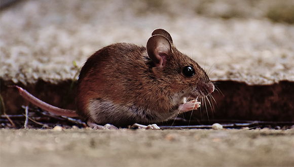 mouse-1708180_960_720_web