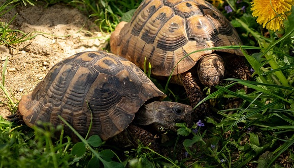 Hermann’s tortoises are diurnal herbivores. There are differences between those from Italy, France and Spain in terms of shell colouring and maximum adult size.