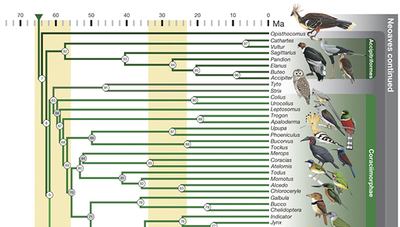 Arbre filogenètic de les aus. Font: Nature, 2015.