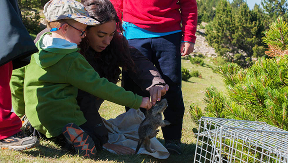 Una oportunitat per veure com s'estudien aquests animals de l'alta muntanya. Autor: M. Codina Puigdevall