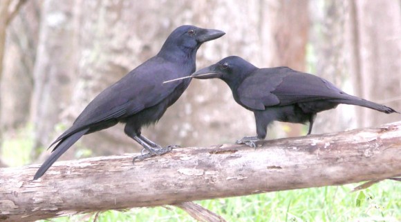 El cuervo de Nueva Caledonia destaca entre las aves por sus habilidades cognitivas (foto: Natalie Uomini)