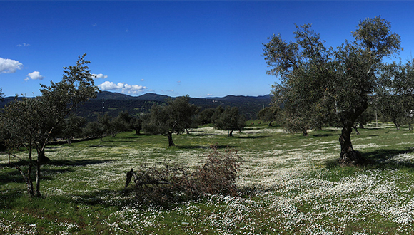 Oliveres  by Víctor Fernández Salinas (CC-BY-20)