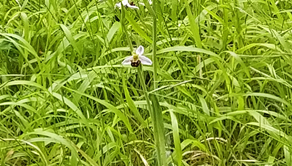 Orquídea - Ophrys apifera