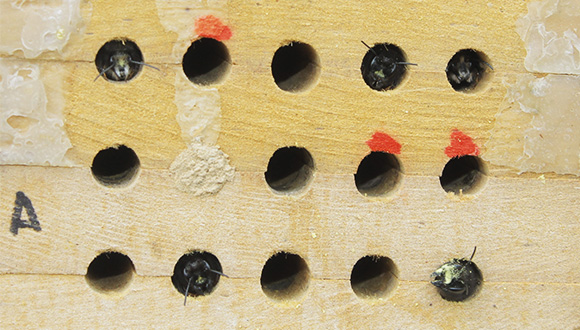 Studies with Osmia cornuta from CREAF's pollination research group. Credit: Sara Reverté.