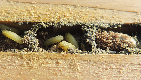 Interior de un nido de Osmia cornuta parasitado por ácaros. Autor: Orangeaurocks/Flickr (CC BY 2.0)