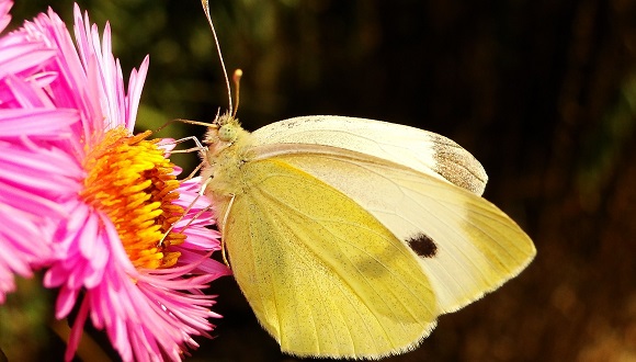 •Una papallona amb l’espiritrompa desplegada xuclant el nèctar de la flor. Font: Pixabay (CC0) 