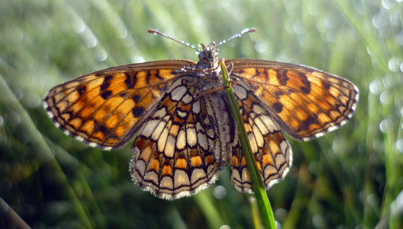 M. parthenoides Autora: Marta Miralles