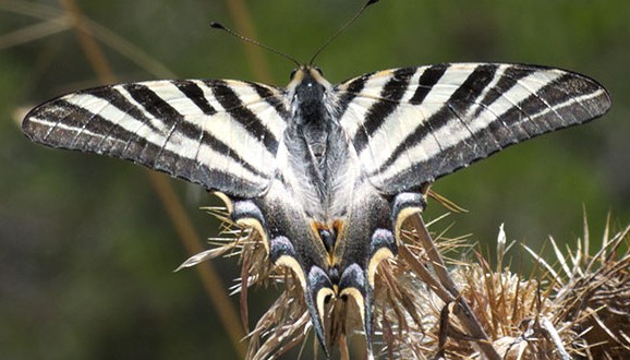 Papallona zebrada (Foto: Jordi sv. CCBY)