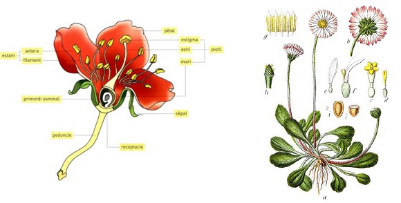 Parts d’una flor. Font: Enciclopèdia Catalana. Josep Lluís Ferrer La margarida i les seves inflorescències i flors, Bellis perennis. Wikimedia.