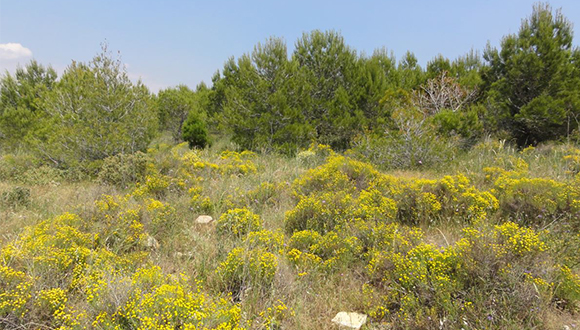 Restauració de la pedrera d'Alcover i Mont-Ral. CREAF