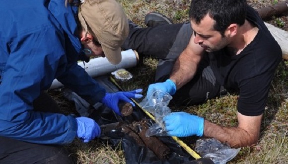 Abisko (Suecia), 2018. Testigo de tierra que han extraído Olga y Oriol durante el muestreo de un tipo de suelos que están helados de manera discontinua, en forma de lentejas. Mediante herramientas especializadas se tomaron estas muestras de terreno de diferentes profundidades y la vegetación que se encontraba dentro congelada. Se encontraron evidencias de fusión reciente entre límites de hielo, que demuestra una previa descongelación. Las muestras de suelo bien profundas también permitirán reconstruir cómo era aquel ambiente en épocas pasadas, en este caso de 9000 años de registro de la región !! Así, el equipo de investigación podrá evaluar los cambios climáticos que han ocurrido desde entonces y compararlos con la actual. Crédito: CREAF.