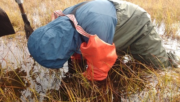 Alaska, 2019. Olga Margalef codo con codo (literal y figuradamente) en una tubera. Crédito: CREAF.