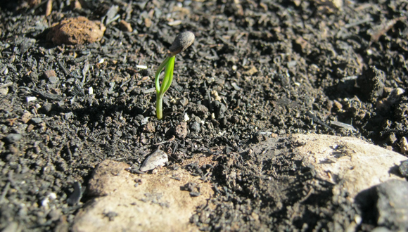 Pinyó de Pi blanc germinant Foto Judit Lecina