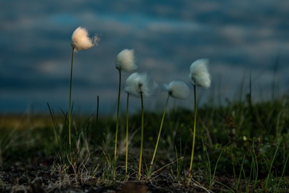 Cottongrass es beneficia de l'escalfament del clima àrtic. (Imatge: Jeffrey Kerby / National Geographic Society)