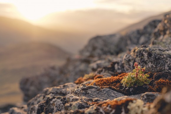 La vida de les plantes àrtiques es troba als extrems del clima fred del planeta. (Imatge: Sandra Angers-Blondin)