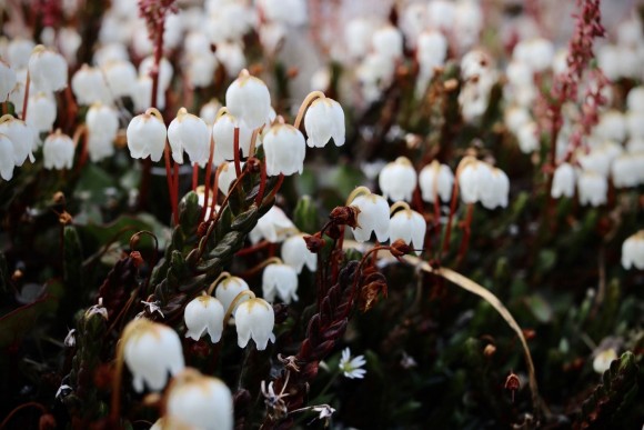 Las flores de campana blanca del brezo ártico son adaptaciones a la vida en los extremos fríos del bioma de la tundra. (Imagen: Elise Gallois)