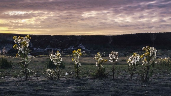 Les plantes àrtiques tenen una varietat i formes sorprenentment àmplies. (Imatge: Sandra Angers-Blondin)