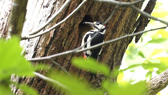 Picot garser gros (Dendrocopus major). Foto: J.Luís Ordóñez