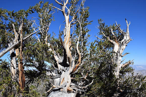 Fotografia 2. Exemplars de Pinus longaeva de l’oest d’Amèrica del Nord amb milers d’anys d’edat.